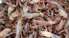 成都比来有点忙！