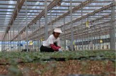 盐碱地变成增收田